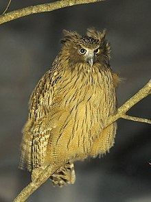 Blakiston's fish owl httpsuploadwikimediaorgwikipediacommonsthu