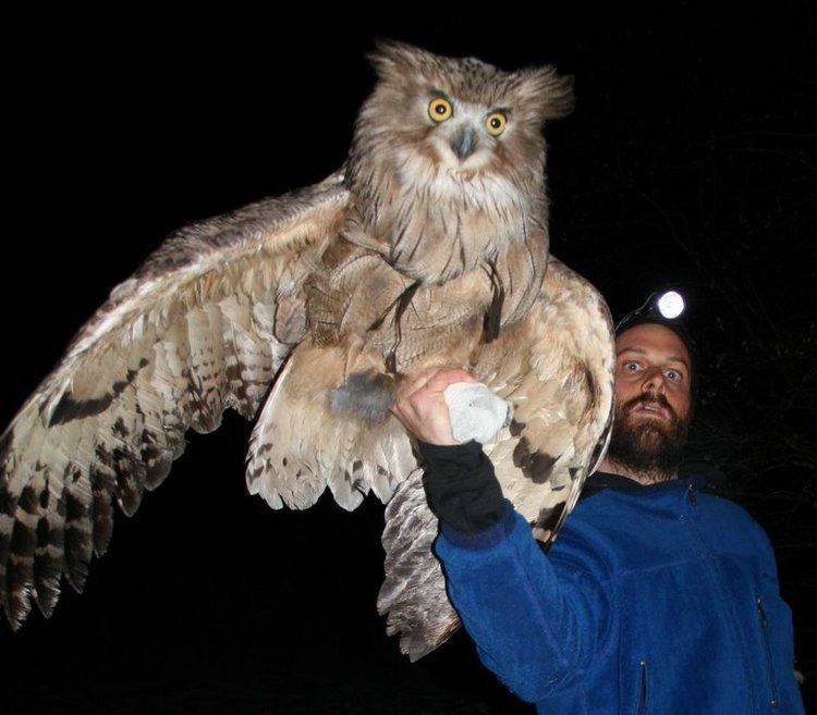 Blakiston's fish owl Blakiston39s fish owl less than 5000 left EndangeredExtinct