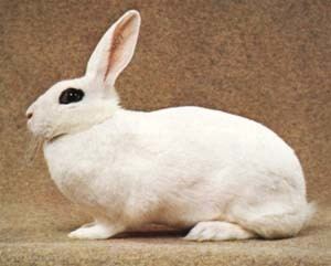 Blanc de Hotot Blanc de Hotot Rabbit