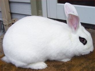 Blanc de Hotot Blanc De Hotot Rabbits USA Rabbit Breeders