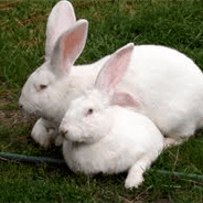 Blanc de Popielno Browse gruPedia Rabbit Pedegru