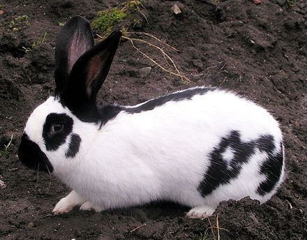 Blanc de Popielno Rabbit breeds WikiVisually