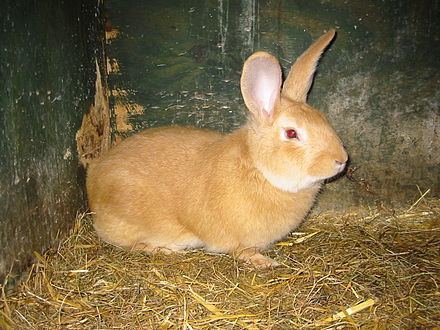 Blanc de Popielno Rabbit breeds WikiVisually