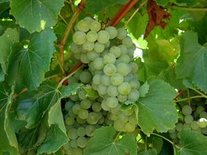 Blanc du Bois Wine Grape Vines for Sale Where to Buy Grape Vines Willis Orchards