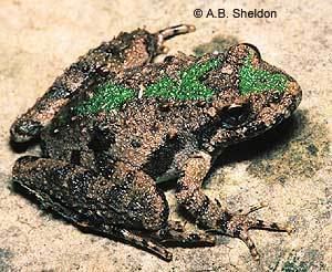 Blanchard's cricket frog EEK Critter Corner Blanchard39s Cricket Frog