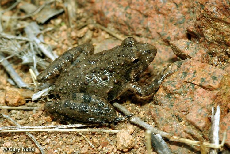 Blanchard's cricket frog Blanchard39s Cricket Frog Acris blanchardi
