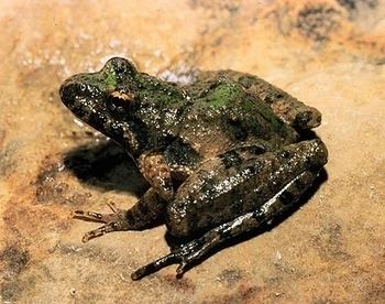 Blanchard's cricket frog httpsmnfianrmsueduelementimages244jpg