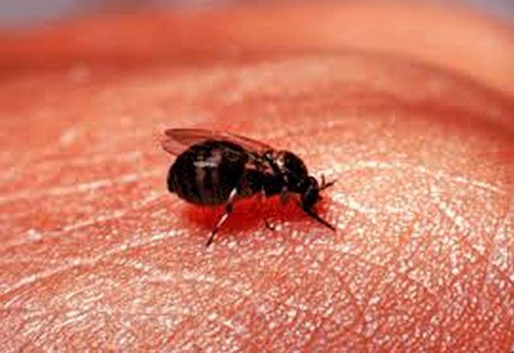 Blandford fly 7 things you need to know about Blandford Fly Blackfly season From