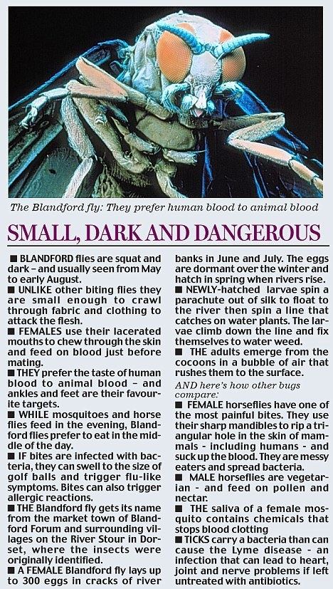 Blandford fly idailymailcoukipix20100728article00A9B7
