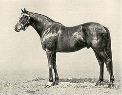 Blandford (horse) httpsuploadwikimediaorgwikipediacommonsthu