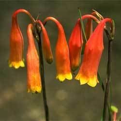 Blandfordia Blandfordia nobilis Growing Native Plants