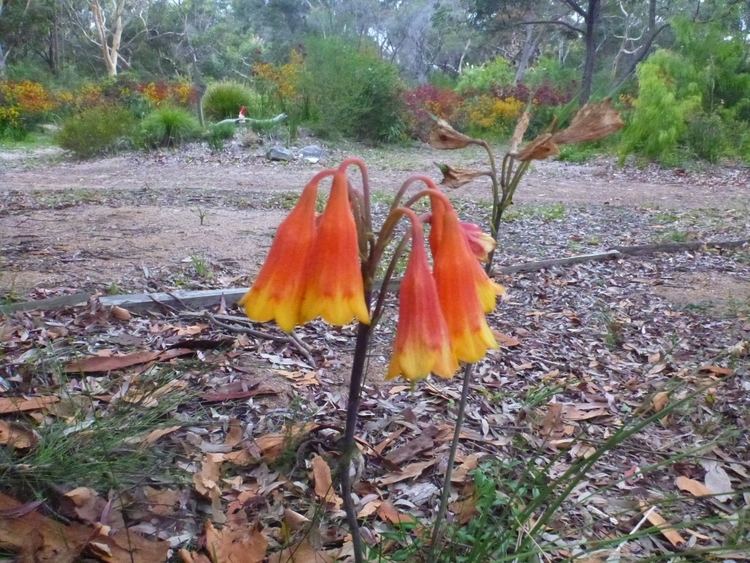 Blandfordia Blandfordia grandiflora Christmas Bells Gardening With Angus