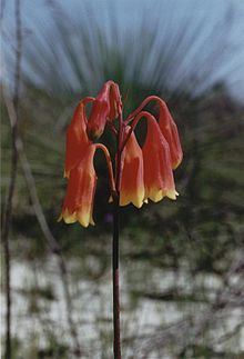 Blandfordia grandiflora httpsuploadwikimediaorgwikipediacommonsthu
