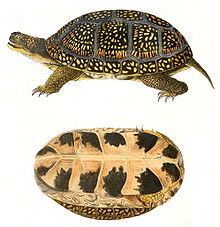 Blanding's turtle httpsuploadwikimediaorgwikipediacommonsthu