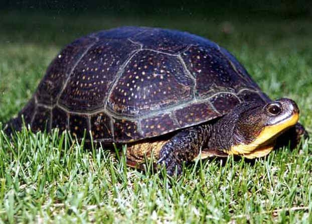 Blanding's turtle Blandings turtle