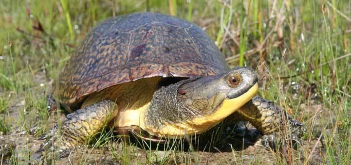 Blanding's turtle Reptiles and Amphibians of Ontario A New Ontario Reptile and