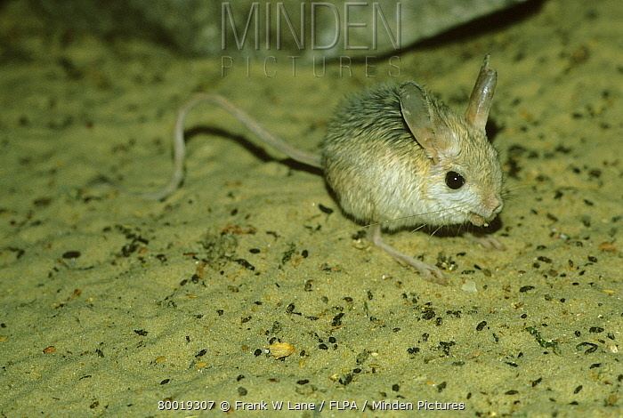 Blanford's jerboa wwwmindenpicturescomcachepcache280019307jpg