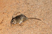 Blanford's rat httpsuploadwikimediaorgwikipediacommonsthu