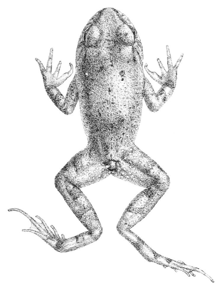 Blanford's toad