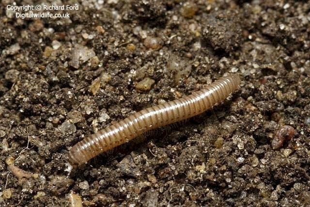 Blaniulus guttulatus naturebritishtownsnetnaturespecieimages607jpg