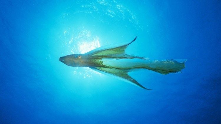 Blanket octopus Absurd Creature of the Week The Octopus That39s Pretty Much Just a