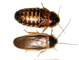 Blaptica dubia buy cheap Blaptica dubia roaches order online