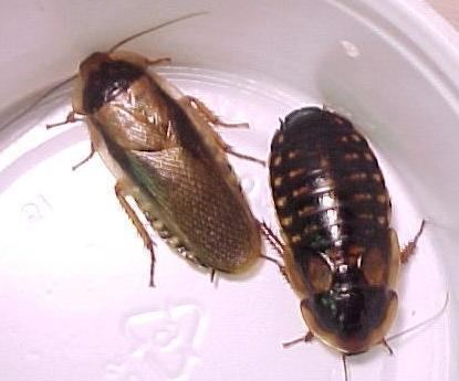 Blaptica dubia Blaptica dubia the colony The Boarded Window