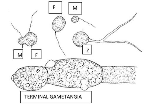 Blastocladiomycota BLASTOCLADIOMYCOTA