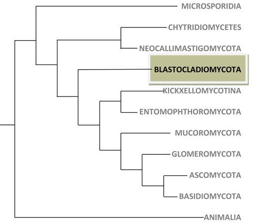 Blastocladiomycota BLASTOCLADIOMYCOTA