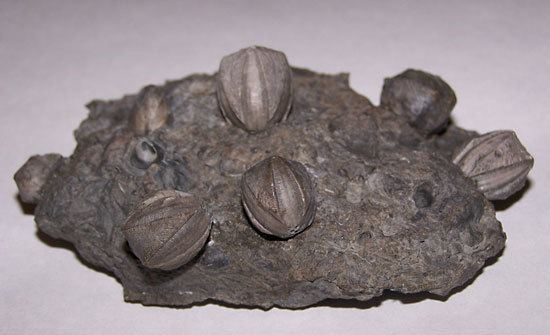 Blastoid blastoid fossil class Britannicacom