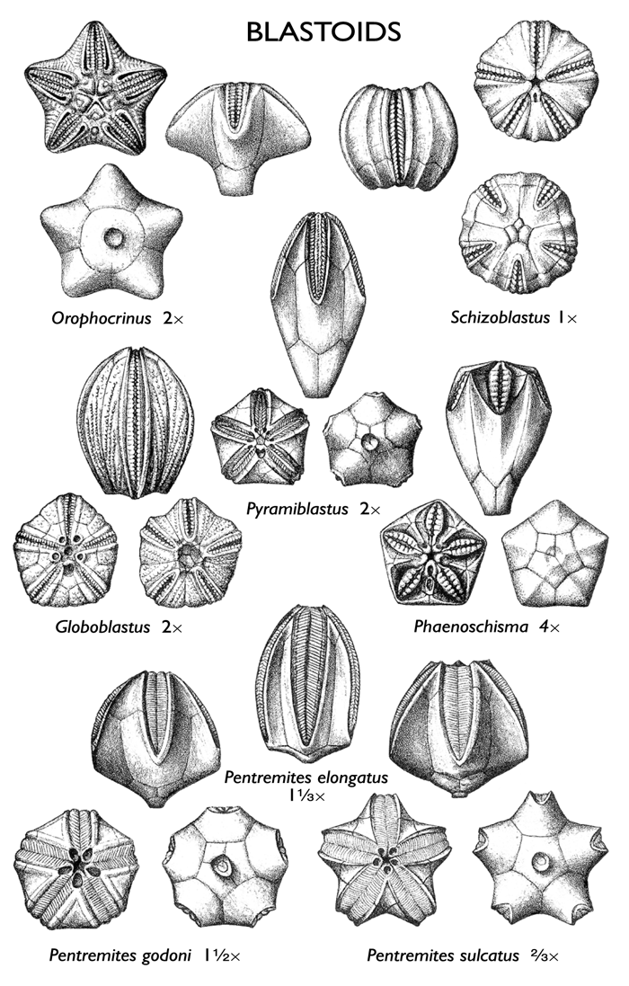 Blastoid Illinois State Geological Survey Blastoids ISGS