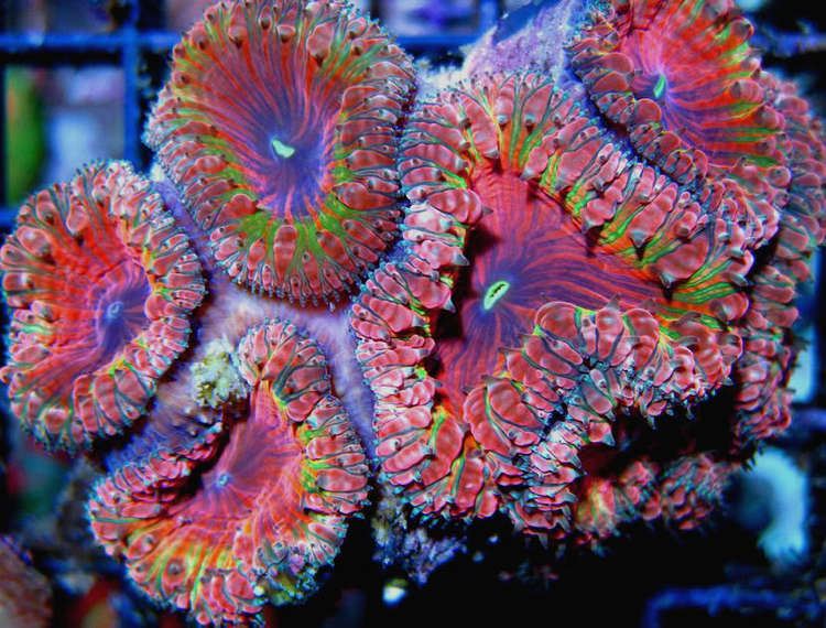 Blastomussa Coral of the Week Blastomussa Blasto REEF2REEF Saltwater and