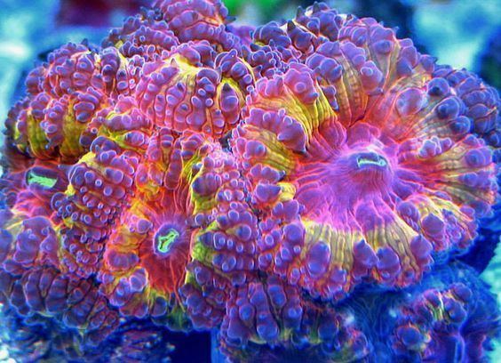 Blastomussa Orange Crush Blastomussa coral The Reef Pinterest Orange crush