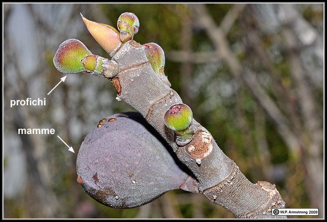 Blastophaga Calimyrna Figs In California Photos