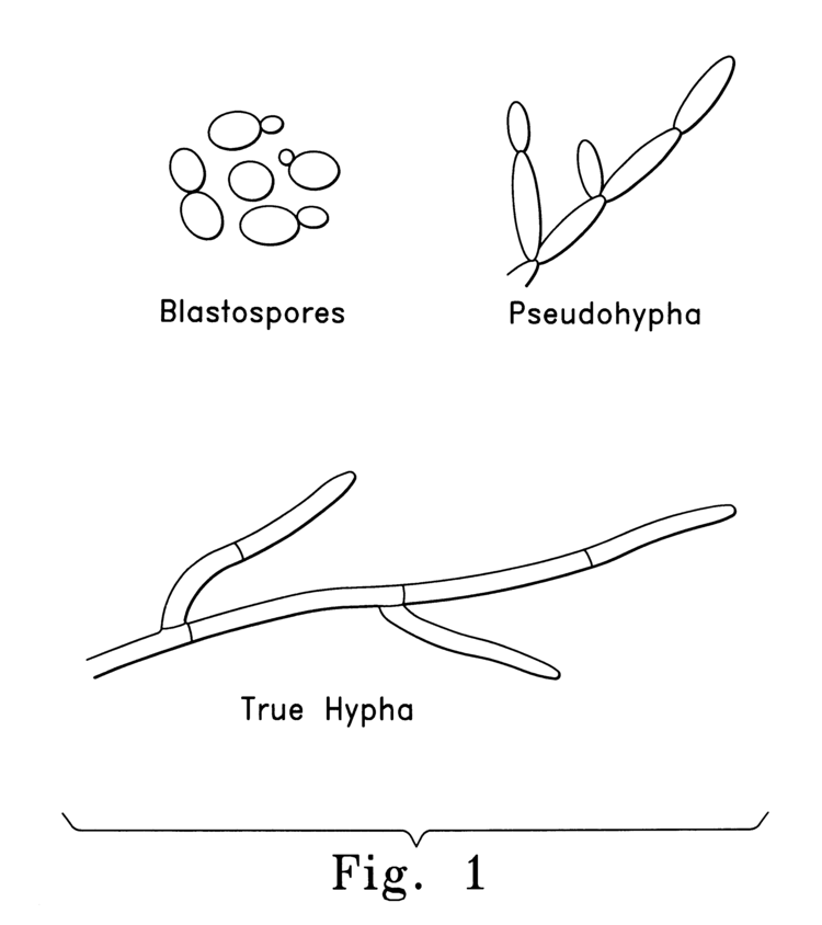 Blastospore Blastospore Candida Albicans