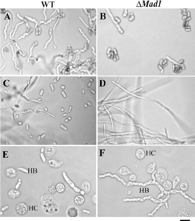 Blastospore FIG 4 Deletion of Mad1 affects conidial germination blastospore