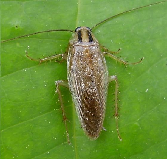 Blattella asahinai Asian cockroach Blattella asahinai BugGuideNet