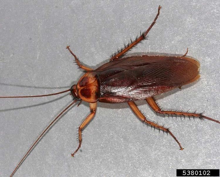 Blattidae American cockroach Periplaneta americana Blattodea Blattidae