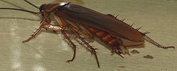 Blattidae Blattidae Wikipedia
