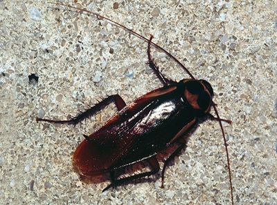 Blattodea Blattaria Cockroaches Blattodea Discover Life