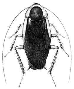 Blattodea Blattodea cockroaches