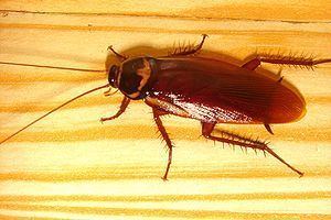 Blattodea Adventist Youth Honors Answer BookInsectBlattodea Wikibooks