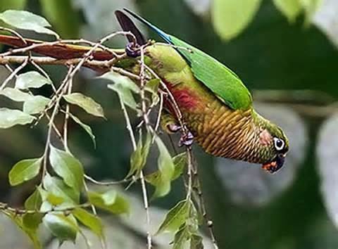 Blaze-winged parakeet More on Pyrrhura devillei Blazewinged Parakeet