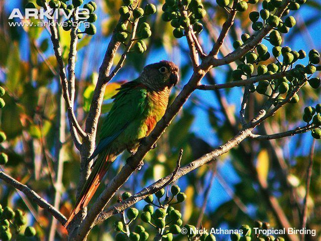 Blaze-winged parakeet Blazewinged parakeet videos photos and facts Pyrrhura devillei