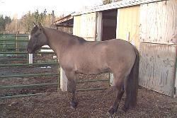 Blazer horse The Blazer Horse Horse breed Horse breeding types and breeds