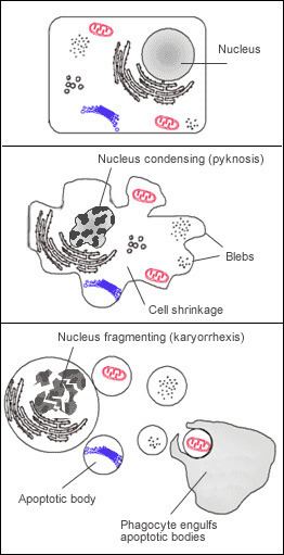 Bleb (cell biology)
