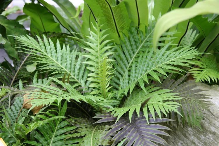 Blechnum Blechnum gibbum Forest Ferns