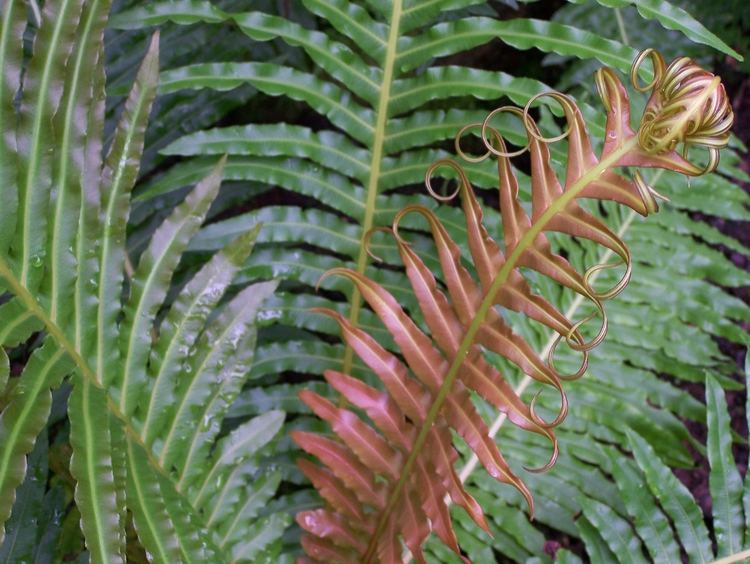 Blechnum brasiliense FileBlechnum brasiliensejpg Wikimedia Commons