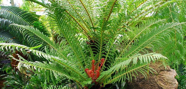 Blechnum brasiliense Blechnum brasiliense Wikipedia