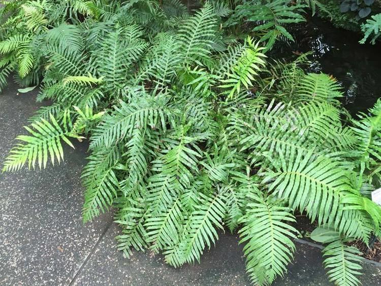 Blechnum cartilagineum GardensOnline Blechnum cartilagineum